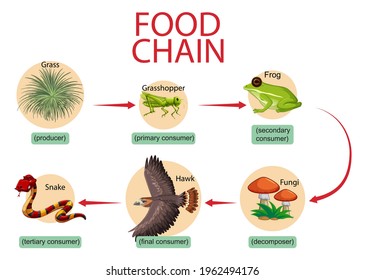 Food chain diagram concept illustration