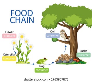 Food chain diagram concept illustration