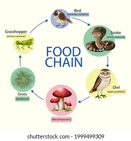 713 Jungle food chain Images, Stock Photos & Vectors | Shutterstock