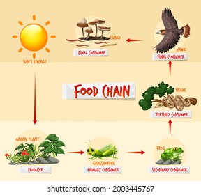 713 Jungle food chain Images, Stock Photos & Vectors | Shutterstock