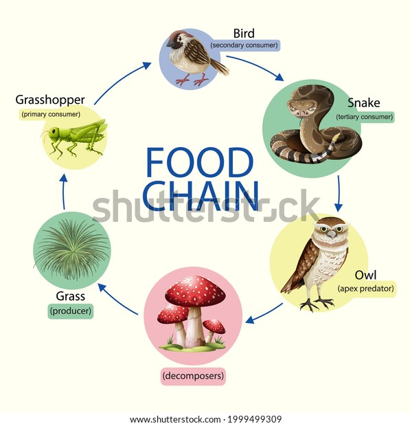 Food Chain Diagram Concept Illustration Stock Vector (Royalty Free ...