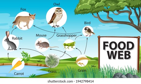 Food Chain Diagram Concept On Forest Stock Vector (Royalty Free ...