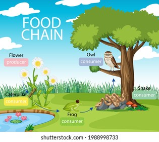 Food chain diagram concept on forest background illustration