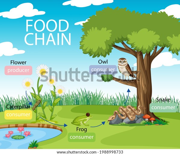 Food Chain Diagram Concept On Forest Stock Vector (Royalty Free) 1988998733