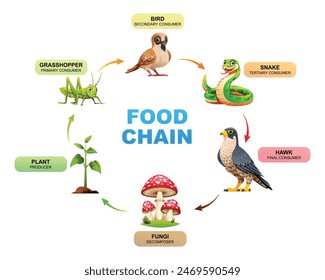 Food chain diagram showing the relationships between a plant, grasshopper, bird, snake, hawk, and fungi. Vector illustration