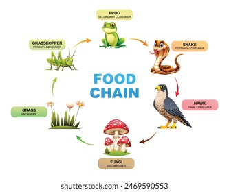 Food chain diagram showing the relationships between a grass, grasshopper, frog, snake, hawk, and fungi. Vector illustration