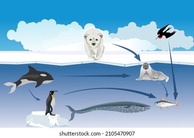Food chain and ecological connection in the ecosystem of the arctic nature. polar bear, wale, walrus fishes vector