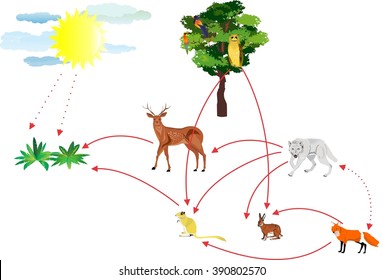 Food chain, ecosystem connections illustration