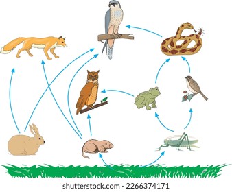 Food chain ecosystem, ecological, cycle