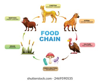 Food chain ecosystem. Vector cartoon illustration