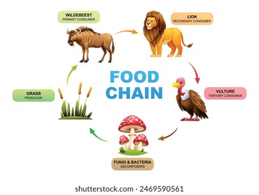 Food chain ecosystem vector illustration