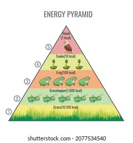 Food chain, energy pyramid. Ecosystem energy flow. Simplified ecological pyramid. Food chain in Biolody. 