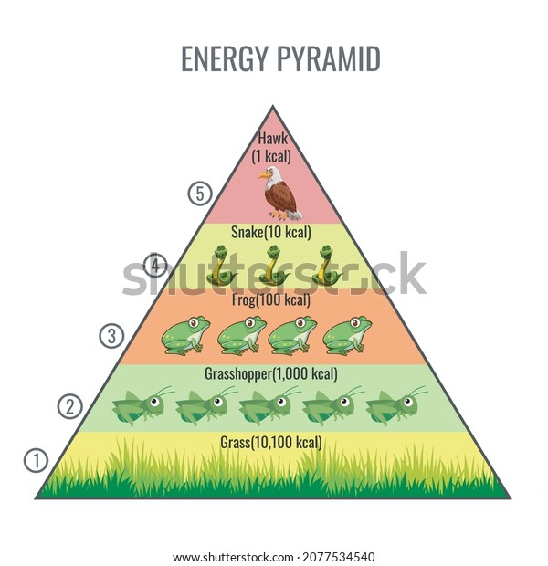 Food Chain Energy Pyramid Ecosystem Energy Stock Vector Royalty Free