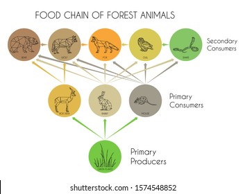 Food chain of forest animals. Energy flow in an ecosystem. Vector illustration isolated on a white background.