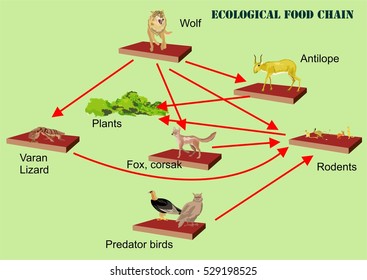 Food chain in natural ecosystem vector illustration.