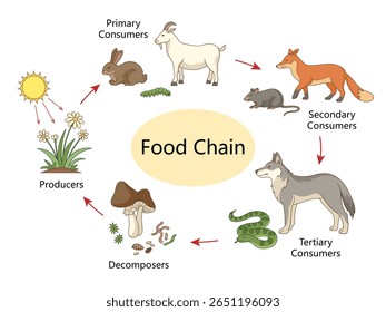 food chain with producers, consumers, and decomposers, ideal for science learning or biology teaching diagram hand drawn schematic vector. Science educational illustration