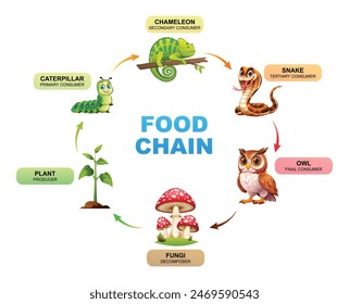 Food chain showing the relationships between a plant, chameleon, snake, owl, and fungi. Vector illustration