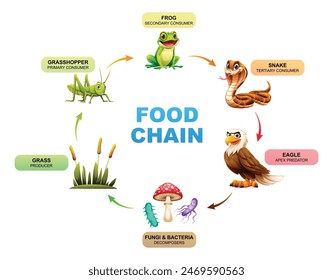 Food chain showing the relationships between grass, grasshopper, frog, snake, eagle, fungi and bacteria. Vector illustration