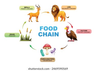 Food chain showing the relationships between a grass, impala, lion, vulture, fungi and bacteria. Vector illustration