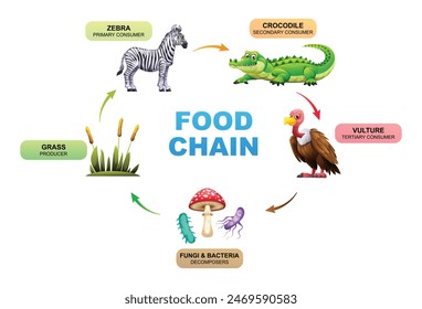 Food chain showing the relationships between a grass, zebra, crocodile, vulture, fungi and bacteria. Vector illustration