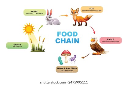 Food chain showing the relationships between a grass, rabbit, fox, eagle, fungi and bacteria. Vector illustration