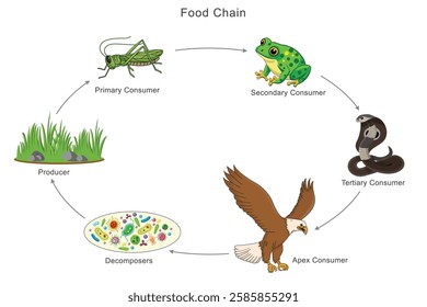 The food chain shows energy flow from grass to grasshopper, then to frog, snake, and finally the eagle, illustrating the transfer of energy through different trophic levels in nature.