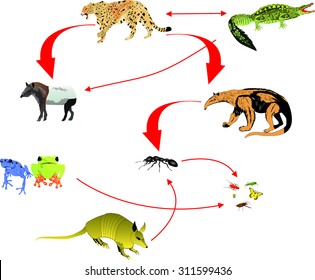 The food chain in the South American nature