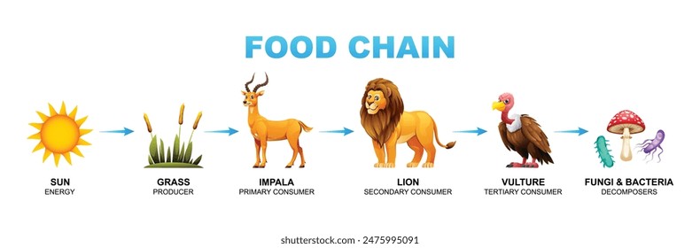 Food chain vector cartoon illustration showing sun, grass, impala, lion, vulture, fungi and bacteria