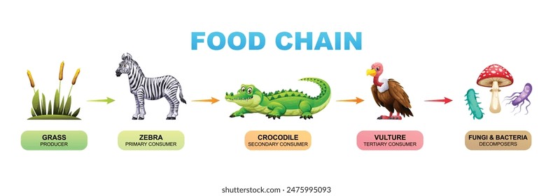 Lebensmittelkette Vektorgrafik Cartoon Illustration zeigt Gras, Zebra, Krokodil, Geier, Pilze und Bakterien