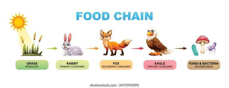 Food chain vector cartoon illustration showing grass, rabbit, fox, eagle, fungi and bacteria