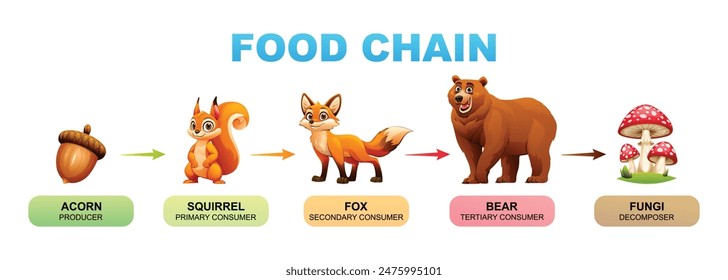 Food chain vector cartoon illustration showing acorn, squirrel, fox, bear, and fungi