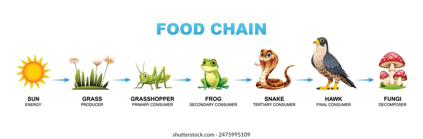 Food chain vector cartoon illustration showing sun, grass, grasshopper, frog, snake, hawk, and fungi