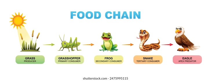 Food chain vector cartoon illustration showing grass, grasshopper, frog, snake, and eagle