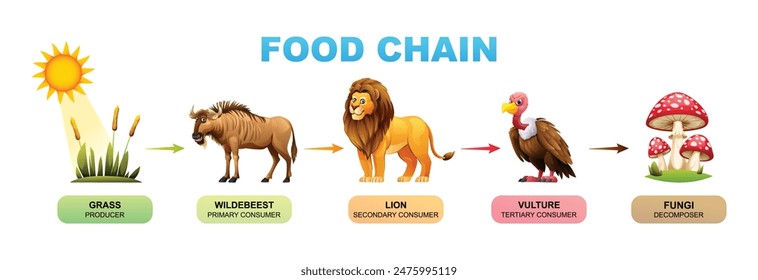 Food chain vector cartoon illustration showing grass, wildebeest, lion, vulture, and fungi