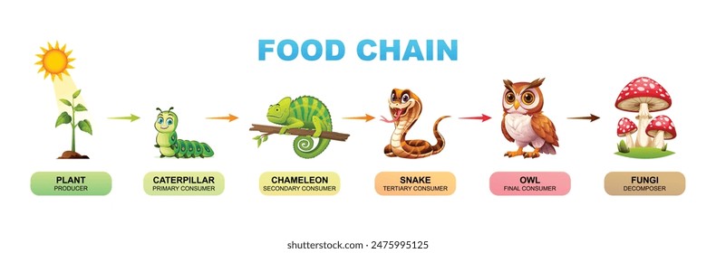 Ilustración de dibujos animados de Vector de cadena alimenticia que muestra planta, oruga, camaleón, serpiente, búho y hongos