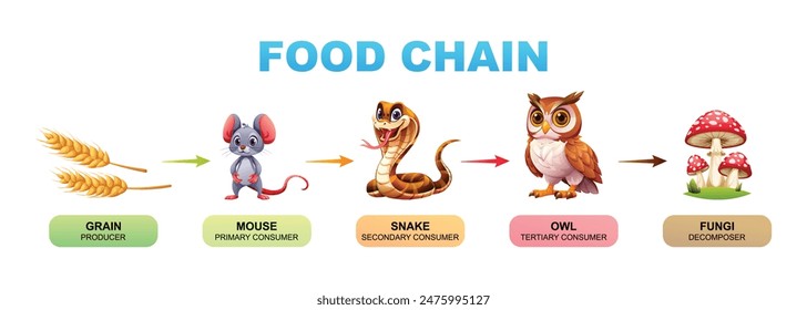 Food chain vector cartoon illustration showing grain, mouse, snake, owl, and fungi