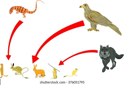 Food chain vector illustration. Eagle, wolf, varanus and rodents.
