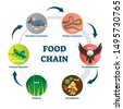 food chain diagram