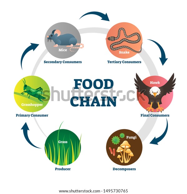 Food chain vector illustration. Labeled nature\
eating model circle scheme. Educational diagram with decomposers,\
producer, primary, secondary, tertiary and final consumers.\
Wildlife nutrition\
network.