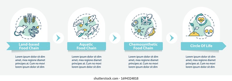 Food chain vector infographic template. Biological process. Biodiversity presentation design elements. Data visualization with 4 steps. Process timeline chart. Workflow layout with linear icons