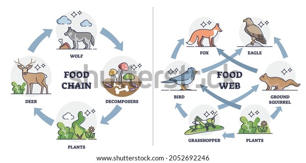Food chain vs Food web as ecosystem feeding\
classification outline diagram. Labeled educational comparison with\
animal, plants or decomposer examples in wildlife feeding cycle\
vector illustration.