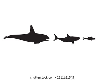 Food Chain Whale Shark Fish Stock Vector (Royalty Free) 2211621545