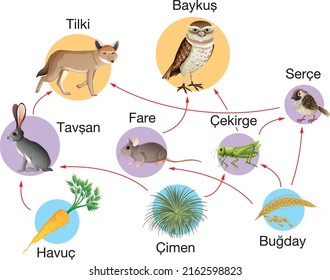 food chain zoo biology food pyramid
