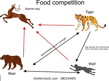 Food competition vector illustration. Tiger,bear wolf and deer connection.