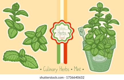 Food and culinary herb Mentha, hand-draw sketch illustration