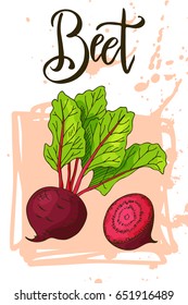 Food design with vegetable. Hand drawn sketch of beet. Organic fresh product for card or poster design for cafe, market. Colorful vector illustration.