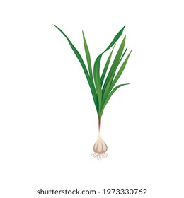Food flat composition with isolated image of garlic with leaves on blank background vector illustration