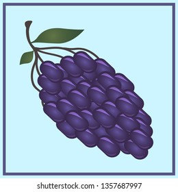 food fruit bunch of fresh grapes