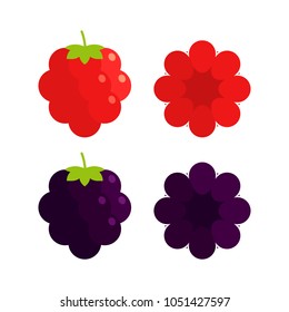 Food - Fruit - Flat Icon Set - Raspberry and Blackberry Isolated on White Background