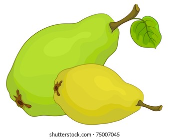 Food, the fruit, two sweet pears with green leaves, vector